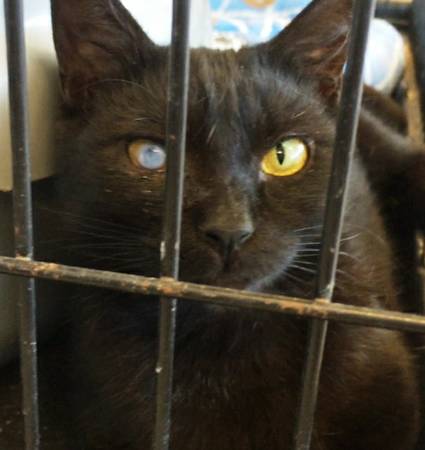 Black Cat with Wonky Eye, with Rescue, Fenton MO