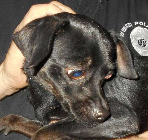 Black Chihuahua mix (Weiser Pound)