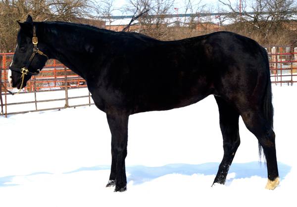 Black Dash For Cash AQHA Stallion