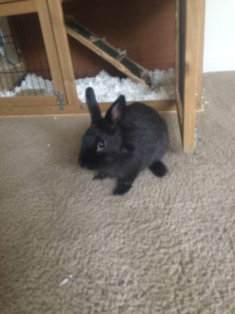 Black Dwarf Rabbit (Elkton, MD)