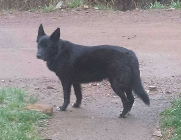 black German Shepard mix (United States)