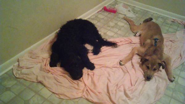 black goldendoodle and Alaska huskyGerman shepherd. (Cincinnati northern)