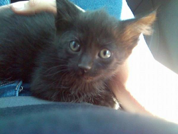 black kitten free (Middleton, ID)