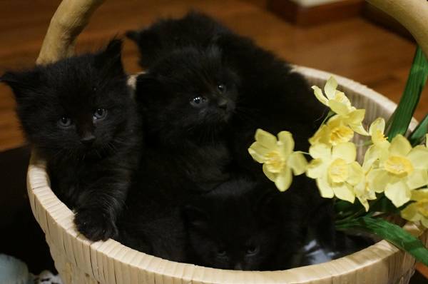 Black Kittens (WoodburnPortland OR)