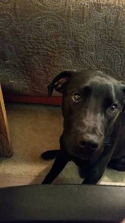 Black Lab Mix (EL Reno)