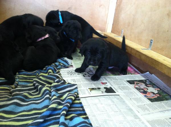 Black lab puppies (Ada)