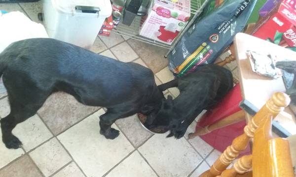 black labbluetick coonhound puppies free (murfreesboro)