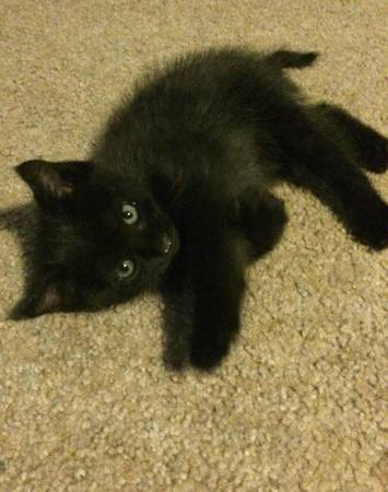 Black male kitten (Woodland)
