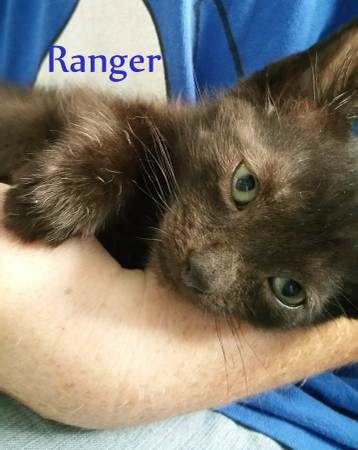 Black Manx Kitten for Adoption