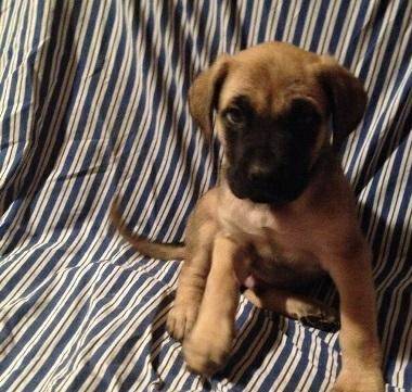 Black mask Fawn Male AKC Mastiff