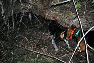 Black n tan and blue tick dogs (Vale or)