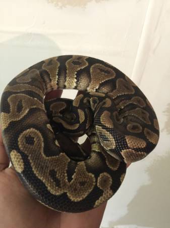 Black Pastel and Yellow Belly Ball Python (altamonte springs)