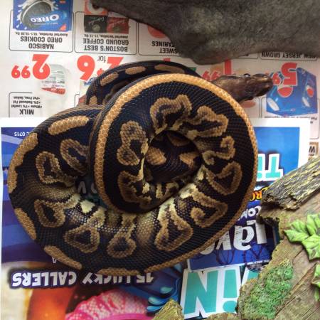 Black pastel ball python (East Windsor)