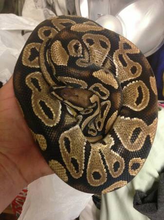 Black pastel male ball python (50 need gone today)