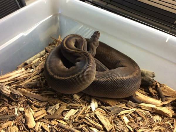 BLACK RAZOR Ball Python (Franklin Park)