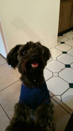 black Schnoodle small dog lost (kissimmee, FL)