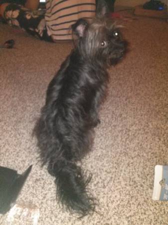 Black terrier found