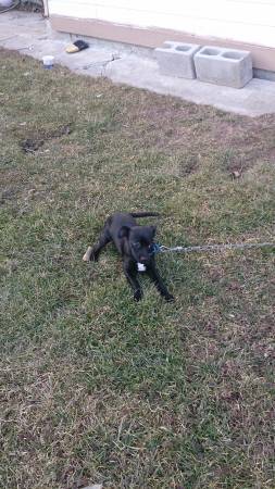 black  terrier puppy (Caldwell)