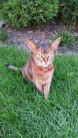 Blind Abyssinian Cat (Milwaukee)