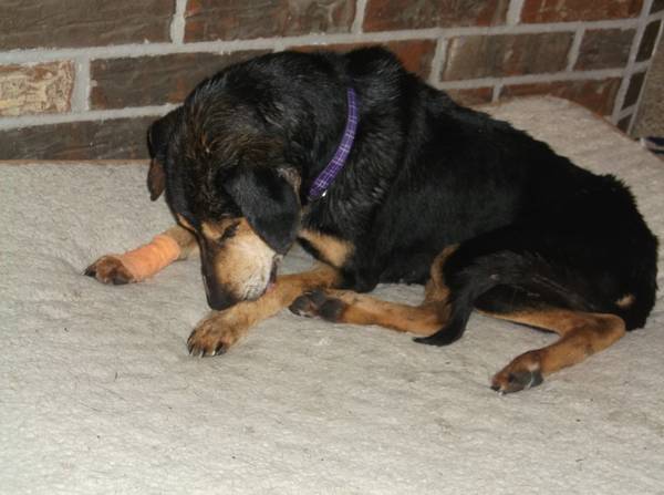 blind6 year old dog needs homehousebroken (fort worth)