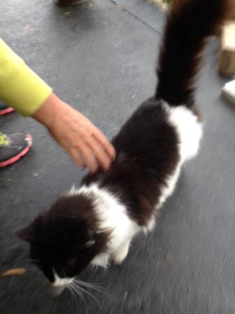 BlkWh long hair cat (Lost and found)