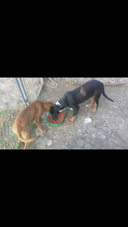 Bloodhound Mix pups (Decatur)