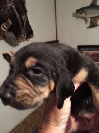 bloodhound puppies