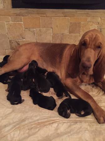 Bloodhound Puppies (Nw okc)