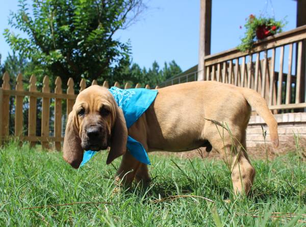 Bloodhound puppy (Pembroke)