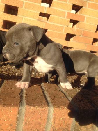 Blue American Bully Pitbull Puppies ( short amp stocky. 1 f left) (Oklahoma City)