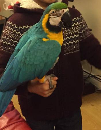 Blue And Gold macaw 3 years old very tame talks loves kids