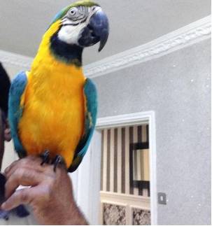 Blue and gold macaw urgently in need of a new home
