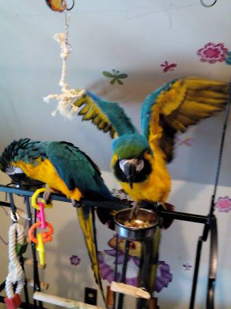 Blue and Gold Macaw (West Allis)
