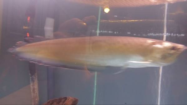 blue arowana 200 (allenstown)