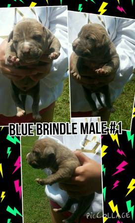 Blue BrindleMerle Bully Male Pit Pups