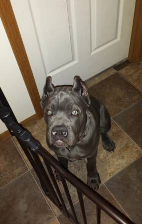 Blue Cane Corso Mastiff