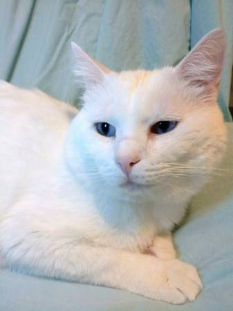 Blue Eyed, White Cat, with Rescue, Fenton, Mo