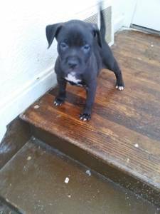 BLUE FAWNS (PIT BULLS) 150 OBO (EAST 8MILE)