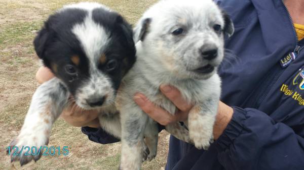 Blue Heeler Canaan Cross puppies (Kearney)