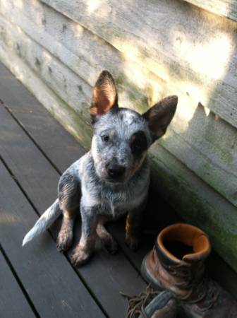 Blue heeler pup (Jackson)