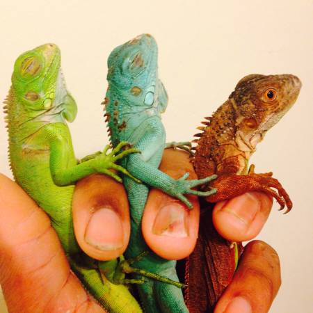 Blue iguana with 50 gallon tank (Lower East Side)