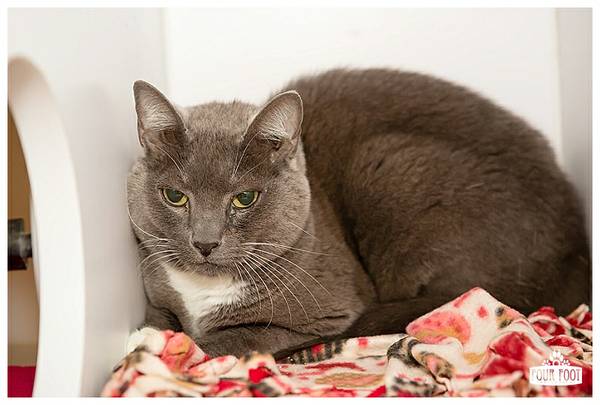 Blue is a sweet gal looking for an indooroutdoor home (Kitsap Humane Society)