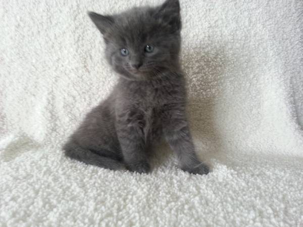 blue male kitten