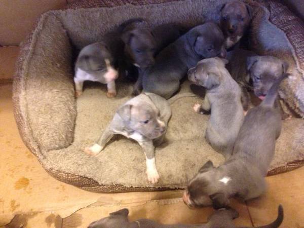 Blue nose CKC puppies