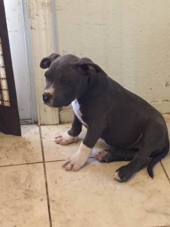 Blue Nose Female 3months Ukc papers 300