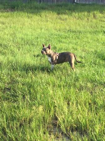 Blue nose female