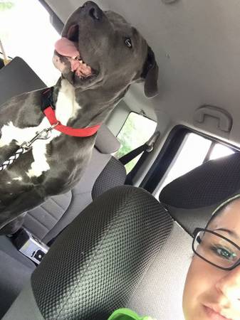 Blue Nose Female Pit (Providence)