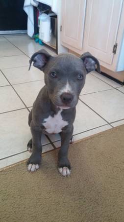 Blue nose pitbul puppy asking 400 (United States)