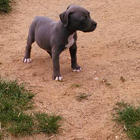 blue nose pitbull 2months (northeast Philadelphia)