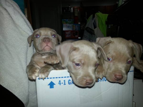 blue nose pitbull puppies